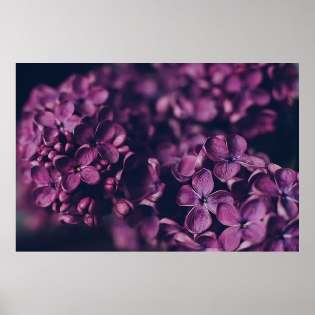 PINKPETALIERTE BLUME POSTER (Vorne)