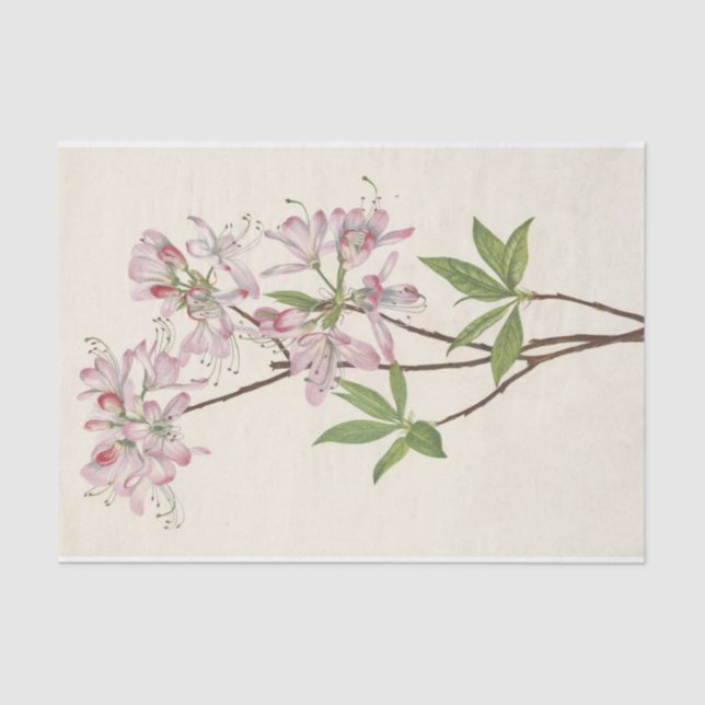 Pinkshell Azalea von Mary Vaux Walcott Seidenpapier (Vorderseite)