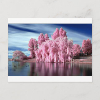 PinkTree Postkarte