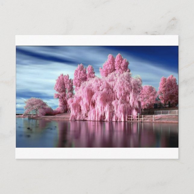 PinkTree Postkarte (Vorderseite)