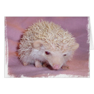 Pinky der Igel
