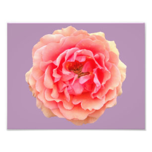 Pinky Kodak Proffessional Foto Paper (Satin)