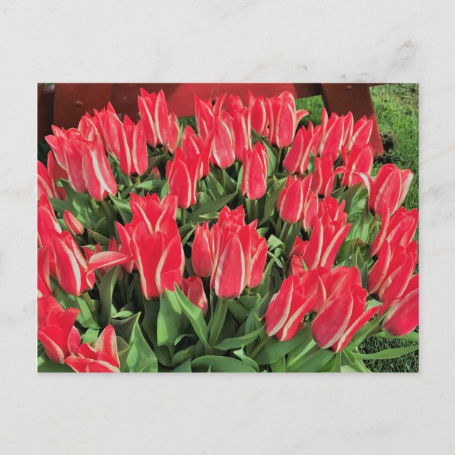 Pinocchio Tulips Postkarte (Vorderseite)