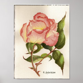 Pinsel und Pfirsichfarben Blume botanische Aquarel Poster
