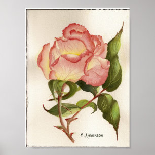 Pinsel und Pfirsichfarben Blume botanische Aquarel Poster