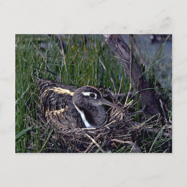 Pinselspitze Postkarte (Vorderseite)