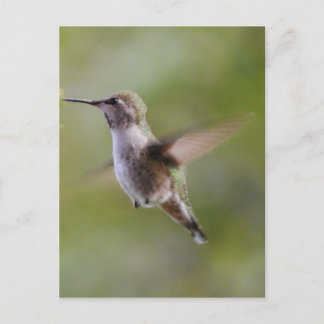 Pinselstrich Hummingbird Bird Postcard Postkarte