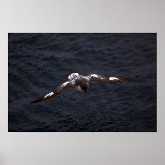 Pintado (Cape) Petrel im Flug Poster