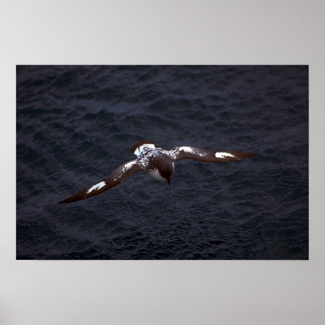 Pintado (Cape) Petrel im Flug Poster (Vorne)