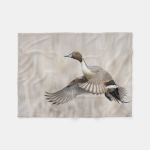Pintail Drake Taking Fleecedecke