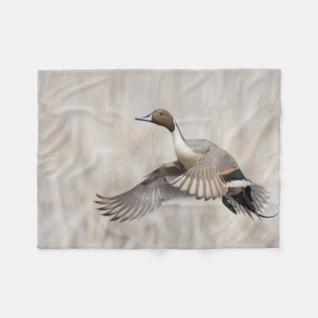 Pintail Drake Taking Fleecedecke (Vorderseite (Horizontal))