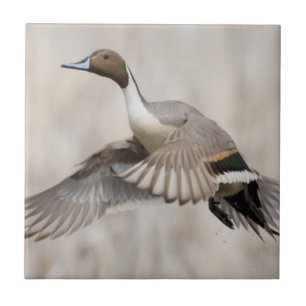 Pintail Drake Taking Fliese