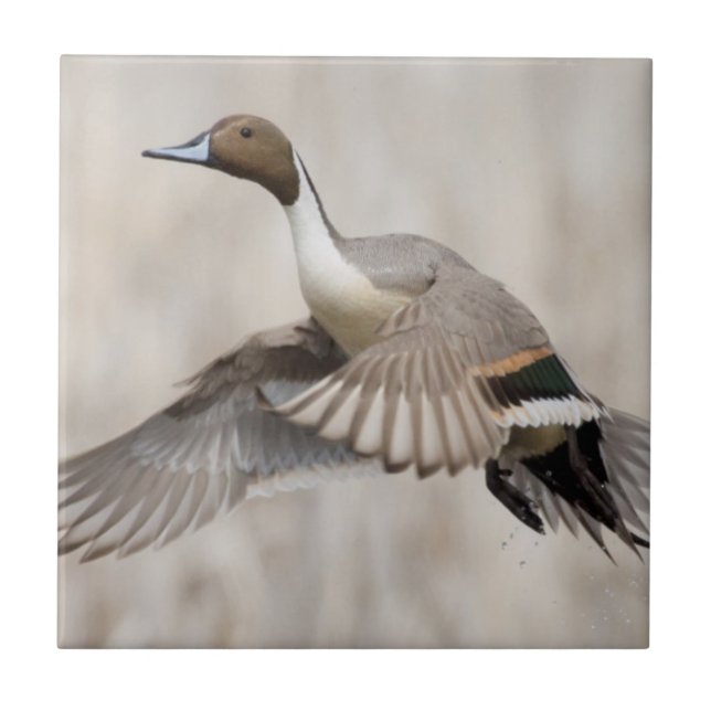 Pintail Drake Taking Fliese (Vorderseite)