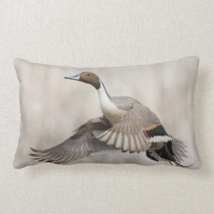 Pintail Drake Taking Lendenkissen