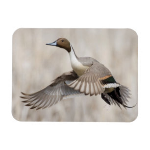 Pintail Drake Taking Magnet