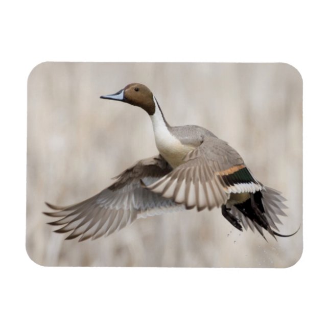 Pintail Drake Taking Magnet (Horizontal)