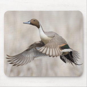 Pintail Drake Taking Mousepad
