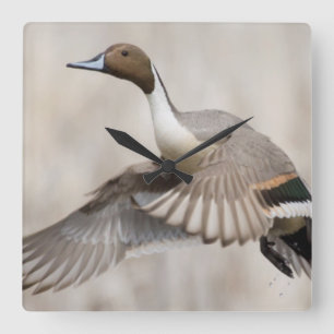 Pintail Drake Taking Quadratische Wanduhr