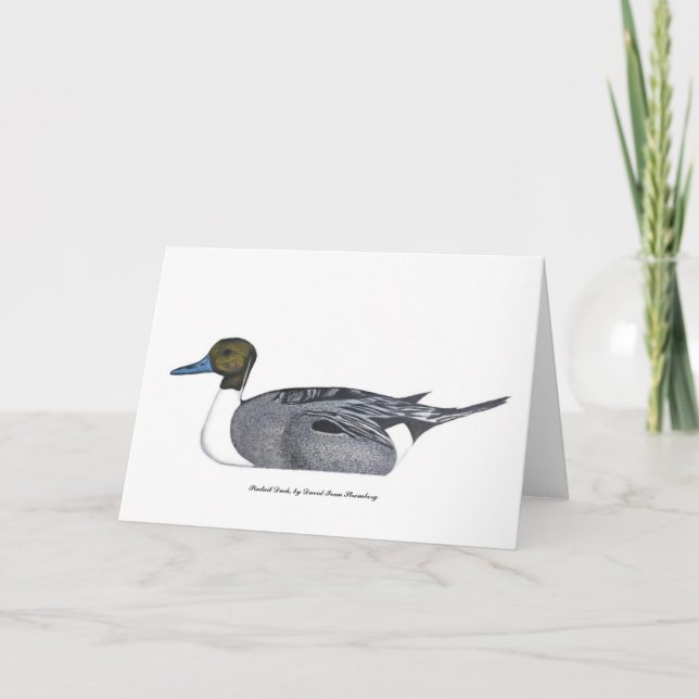Pintail Duck Greeting Card von David Ivan Strombeg Karte (Vorderseite)