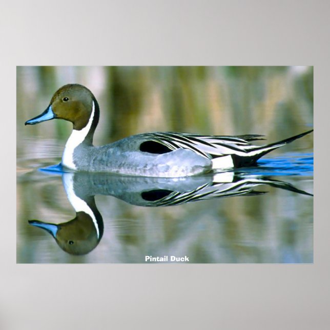 Pintail Duck Poster (Vorne)