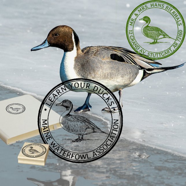 Pintail Duck Wasservögel Natur oder Rücksendeadres Gummistempel (Von Creator hochgeladen)