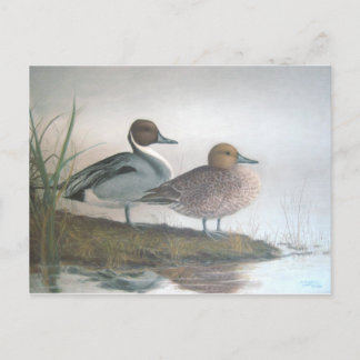 Pintail Ducks Postkarte