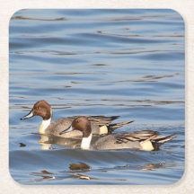 Pintail Encks Paper Untersetzer
