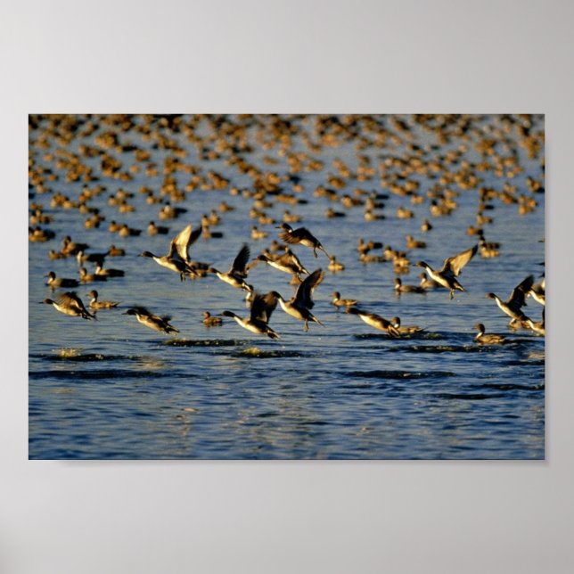 Pintails Poster (Vorne)