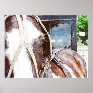 Pinto Amish Buggy Pferd Poster