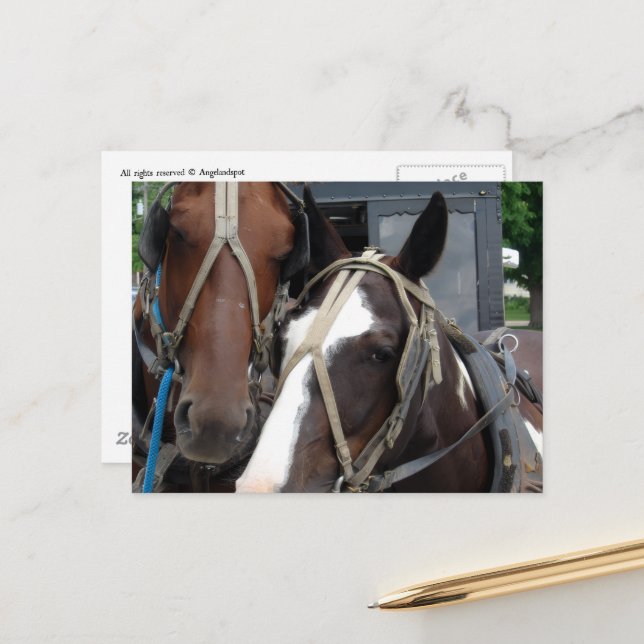Pinto Amish Pferd Solides Amish Pferd und Buggy Postkarte (Vorderseite/Rückseite Beispiel)