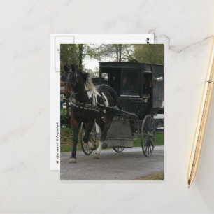 Pinto Amish Pferd und Buggy Postkarte