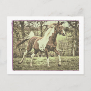 Pinto Arabian Postkarte