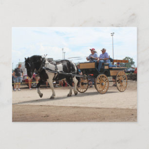 Pinto Draft Horse 2018 Mt. Pleasant, Iowa Postkarte
