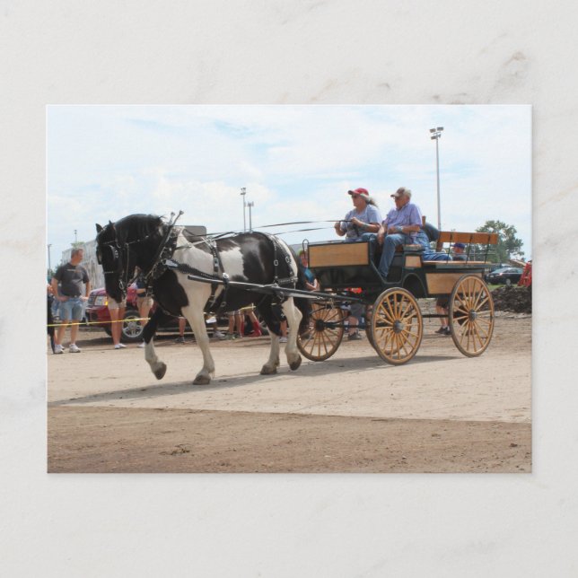 Pinto Draft Horse 2018 Mt. Pleasant, Iowa Postkarte (Vorderseite)