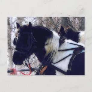 Pinto Draft Horses Rural Iowa Fotografie Postkarte