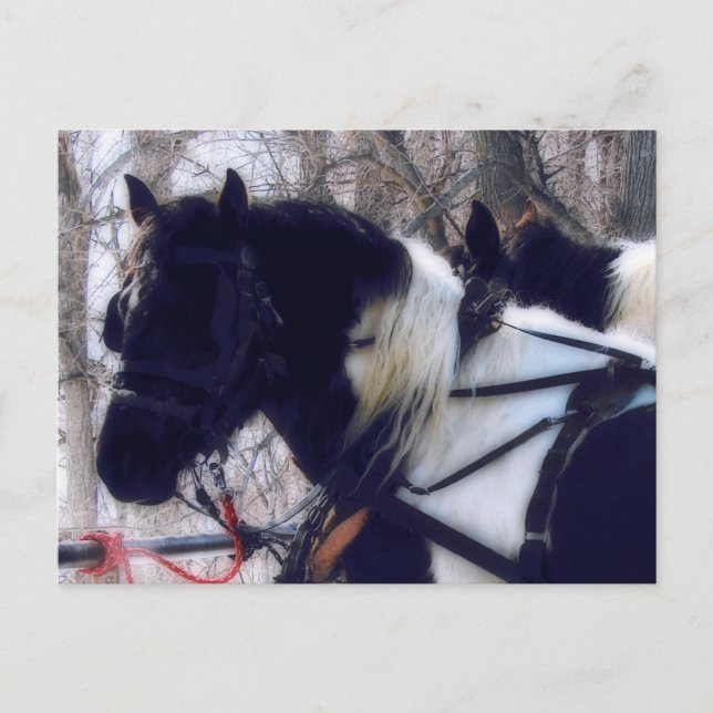 Pinto Draft Horses Rural Iowa Fotografie Postkarte (Vorderseite)