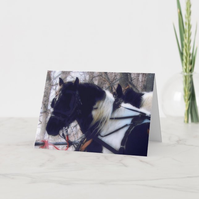 Pinto Draft Pferde Geburtstag Karte (Vorderseite)