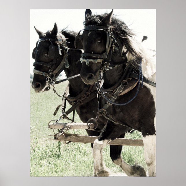 Pinto-Entwürfe am Arbeitsplatz Poster (Vorne)