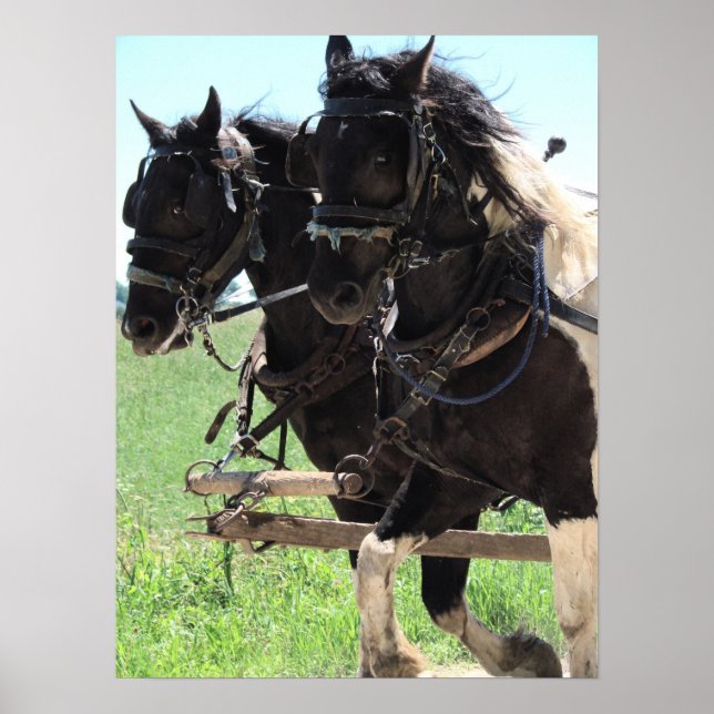 Pinto-Entwürfe am Arbeitsplatz Poster (Vorne)