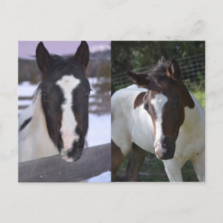 Pinto filly Shasta Postkarte