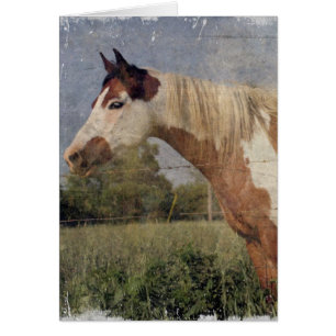 Pinto Horse Grunge