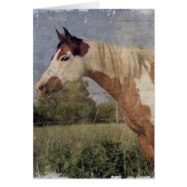 Pinto Horse Grunge (Vorne)