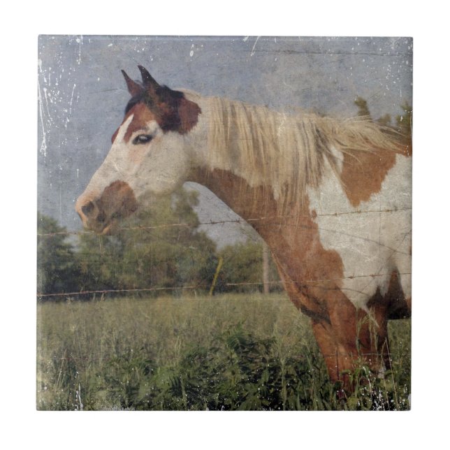 Pinto Horse Grunge Fliese (Vorderseite)