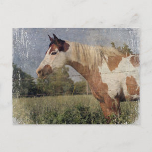 Pinto Horse Grunge Postkarte