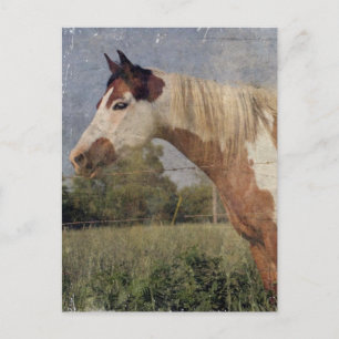 Pinto Horse Grunge Postkarte