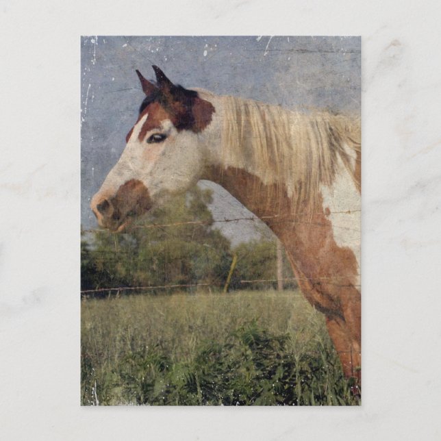 Pinto Horse Grunge Postkarte (Vorderseite)