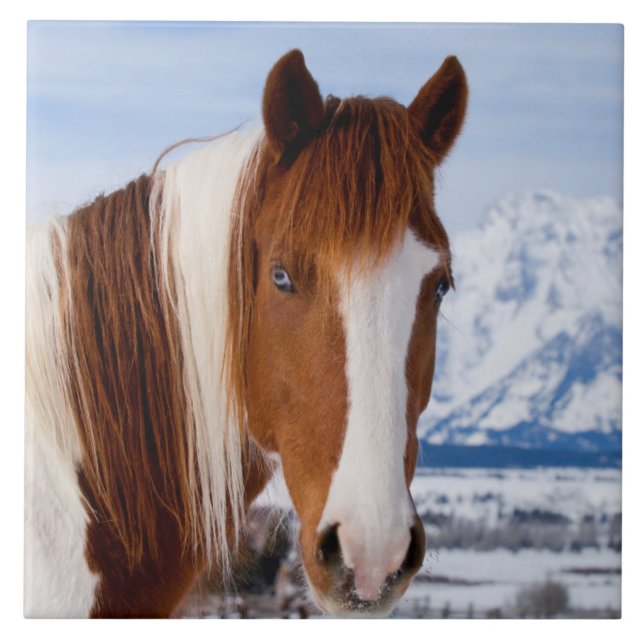 Pinto Horse Monte Moran im Winter Fliese (Vorderseite)