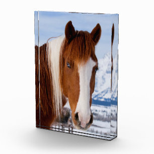 Pinto Horse Monte Moran im Winter Fotoblock
