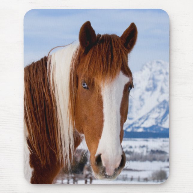 Pinto Horse Monte Moran im Winter Mousepad (Vorne)