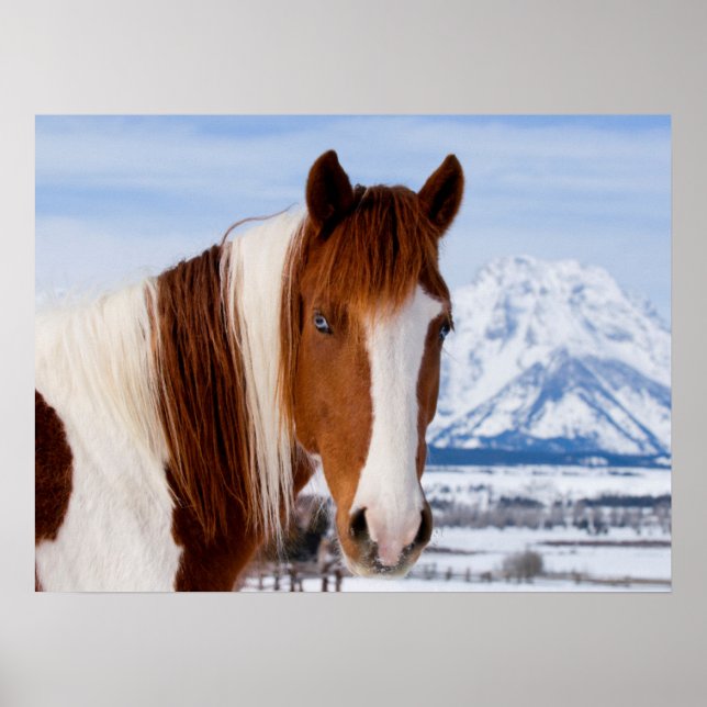 Pinto Horse Monte Moran im Winter Poster (Vorne)